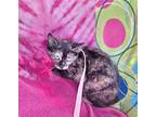 Desonka, Domestic Shorthair For Adoption In Missouri City, Texas