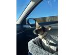 Gatita, Jack Russell Terrier For Adoption In Missouri City, Texas