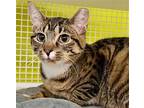 Jj, Domestic Shorthair For Adoption In Bloomingdale, New Jersey