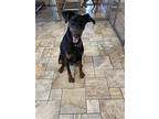 Rocky, Doberman Pinscher For Adoption In Devine, Texas