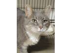 Boots, Domestic Shorthair For Adoption In Westville, Indiana