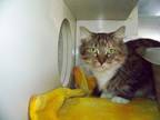 Angie, Domestic Longhair For Adoption In Westville, Indiana
