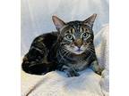 Chenier, Domestic Shorthair For Adoption In Rowland Heights, California