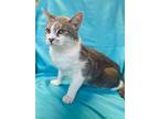 Jimothy, Domestic Shorthair For Adoption In Rowland Heights, California