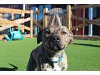 Ace, American Pit Bull Terrier For Adoption In Chestertown, Maryland