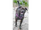 Lola, American Staffordshire Terrier For Adoption In Chicago, Illinois