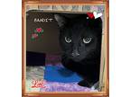 Bandit, Domestic Shorthair For Adoption In Orangeville, Ontario