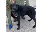 Daisy, Sweet Lab Mix 3 Year Ol, Labrador Retriever For Adoption In Burien