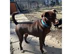 Gabe, Labrador Retriever For Adoption In Joliet, Illinois