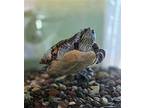 Biggie, Turtle - Other For Adoption In Mankato, Minnesota