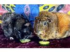 Piglet And Paulo, Guinea Pig For Adoption In Mankato, Minnesota