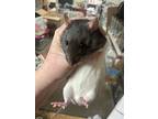 Ratcliffe, Rat For Adoption In Edinburg, Pennsylvania