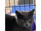 Nita M, Domestic Shorthair For Adoption In Sacramento, California