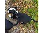 Lucky Puppy!!!, Boston Terrier For Adoption In Encinitas, California
