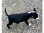 Alpha King Whiskey, Boston Terrier For Adoption In Encinitas, California