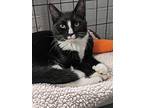 Pepper, Domestic Shorthair For Adoption In Hampton, Virginia