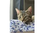 Stanley, Domestic Shorthair For Adoption In Shakespeare, Ontario