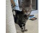 Christine Mcvie, Domestic Shorthair For Adoption In Mount Holly, New Jersey