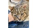 Tank (fcid# 02/13/2024 - 10 Trainer) C, Domestic Shorthair For Adoption In