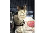 Chelsea, British Shorthair For Adoption In Redding, California