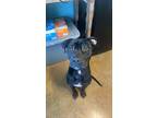 Bruce "batman" Wayne, American Pit Bull Terrier For Adoption In Boonville