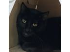 Loki, Domestic Shorthair For Adoption In Dallas, Texas