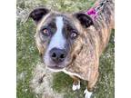 Starr, American Pit Bull Terrier For Adoption In Pittsfield, Massachusetts