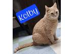 Kolby, Domestic Mediumhair For Adoption In Jim Thorpe, Pennsylvania