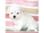 Bolt the Tcup Maltese