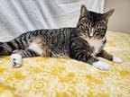 Spring, Domestic Shorthair For Adoption In Troy, Missouri