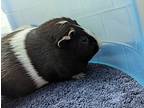 Poppy, Guinea Pig For Adoption In Monterey, California