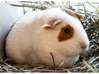 Gwen, Guinea Pig For Adoption In Monterey, California