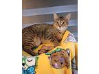 Yale, Domestic Shorthair For Adoption In Goodyear, Arizona