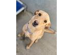 Basil, Golden Retriever For Adoption In Windsor, Colorado