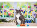 Ellie, Domestic Shorthair For Adoption In Penticton, British Columbia