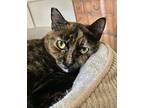 Cinnamon Toast, Domestic Shorthair For Adoption In Sunnyvale, California