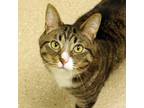 Mclane, Domestic Shorthair For Adoption In Ann Arbor, Michigan