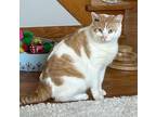 Buster- Fiv Positive, Domestic Shorthair For Adoption In Twinsburg, Ohio