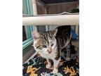 Odie, Domestic Shorthair For Adoption In Columbus, Ohio