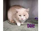 Dale, Domestic Shorthair For Adoption In Port Clinton, Ohio