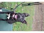 Velvet, American Pit Bull Terrier For Adoption In Barnesville, Georgia