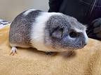 Nugget, Guinea Pig For Adoption In Oceanside, California