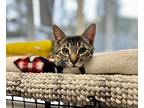 Benny, Domestic Shorthair For Adoption In Quincy, California