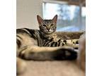 Betty, Domestic Shorthair For Adoption In Quincy, California