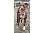 Kenzie, American Staffordshire Terrier For Adoption In Middletown, New York