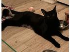 Lost, Domestic Shorthair For Adoption In Scottsdale, Arizona