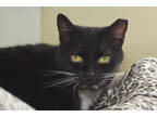 Catier, Domestic Shorthair For Adoption In Divide, Colorado