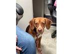 Jack Jr., Jack Russell Terrier For Adoption In Irwin, Pennsylvania