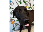 Homer 24, Labrador Retriever For Adoption In Brookhaven, Mississippi