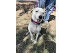 Angie, Labrador Retriever For Adoption In Scottsdale, Arizona